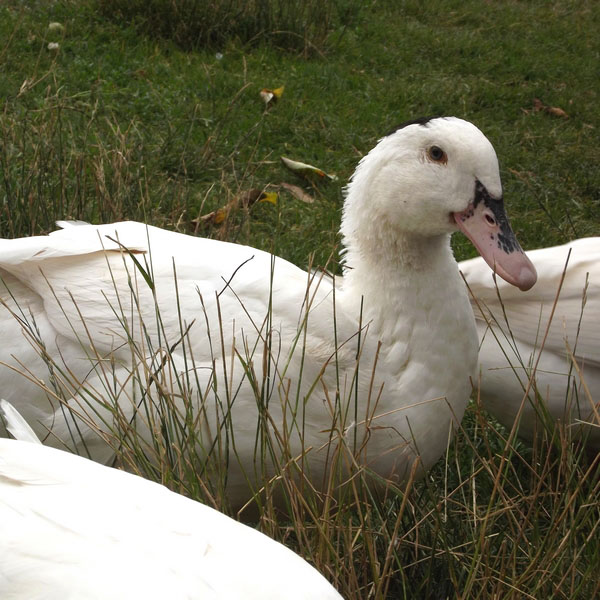 Navarra® Duck （Mulard Duck）