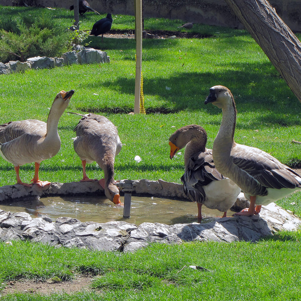 Lion-Head® Goose